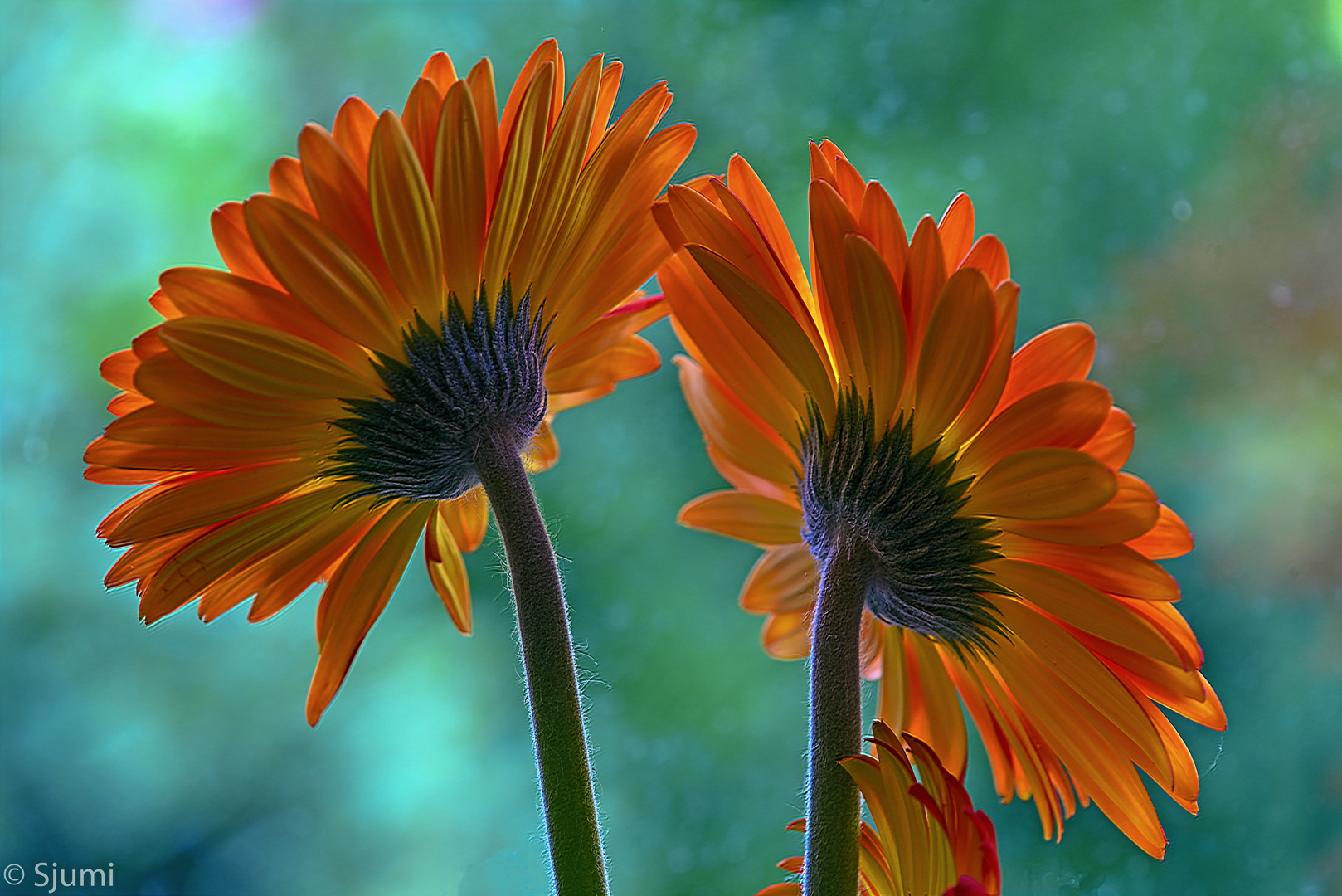 Gerbera blossom magic