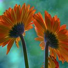 Gerbera blossom magic