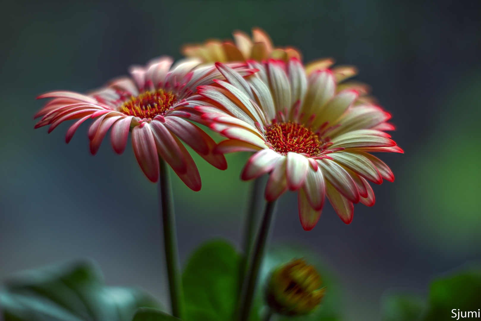 Gerbera blossom magic