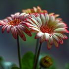 Gerbera blossom magic