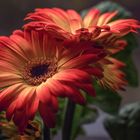 Gerbera blossom magic