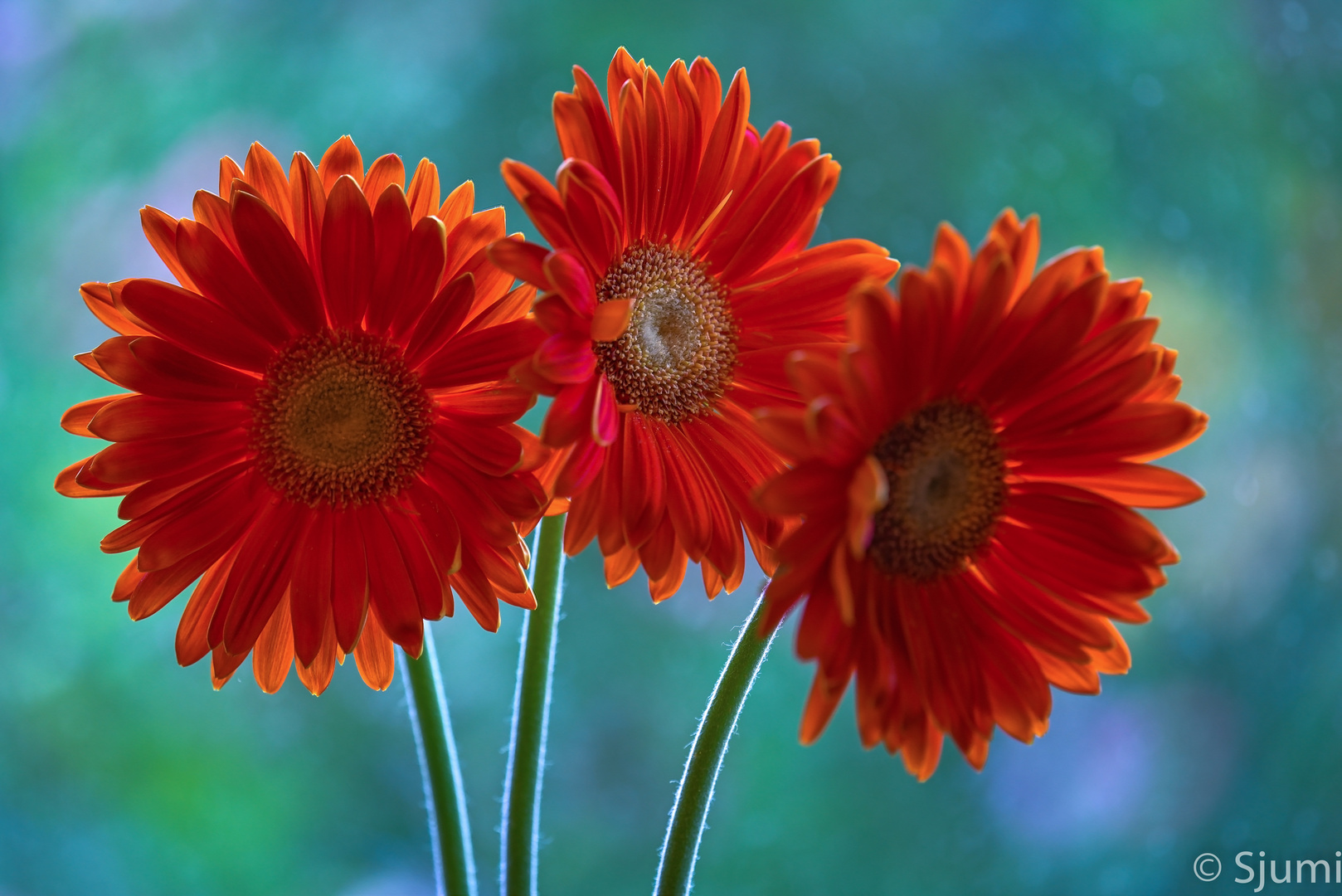 Gerbera blossom magic