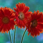 Gerbera blossom magic