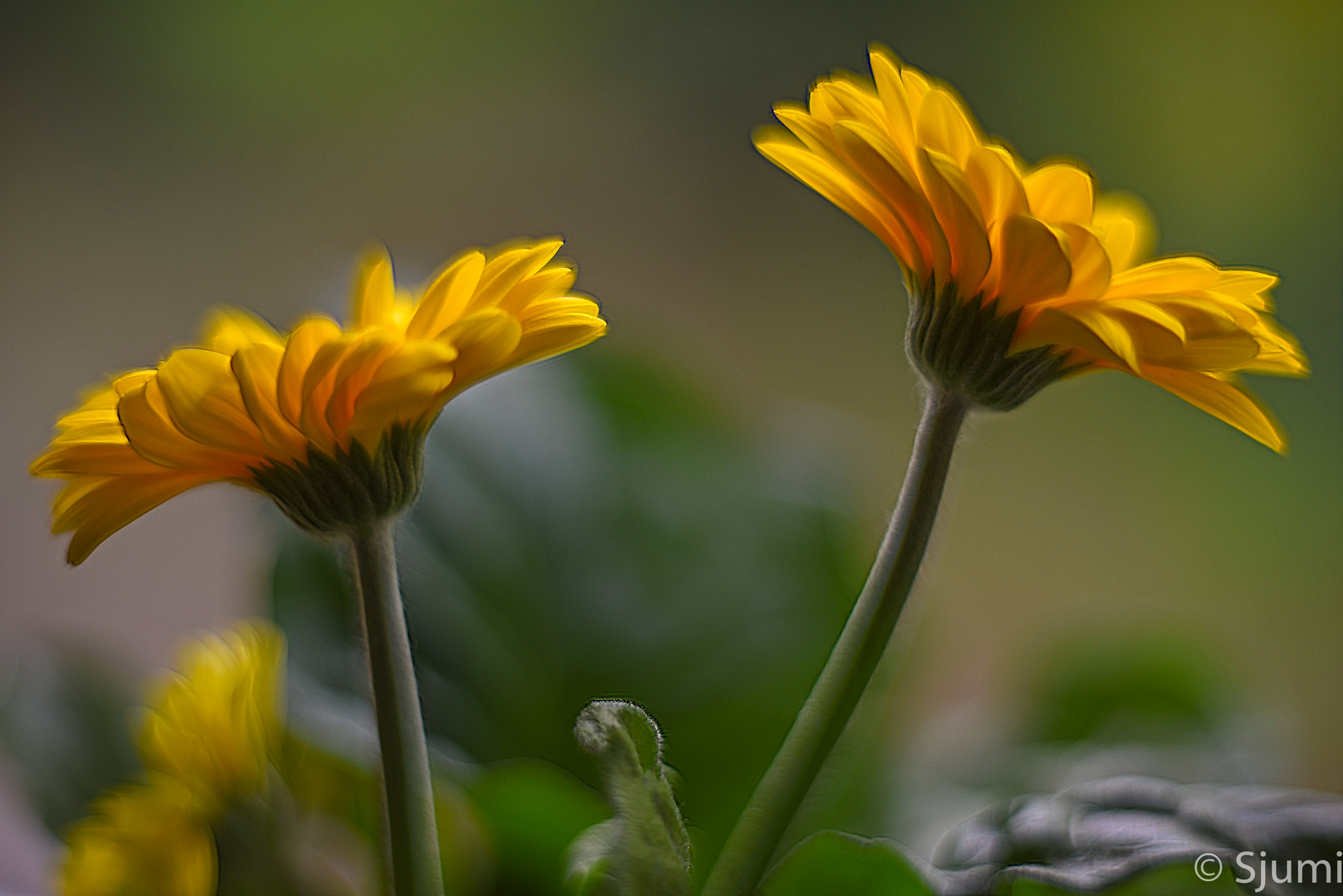 Gerbera blossom magic