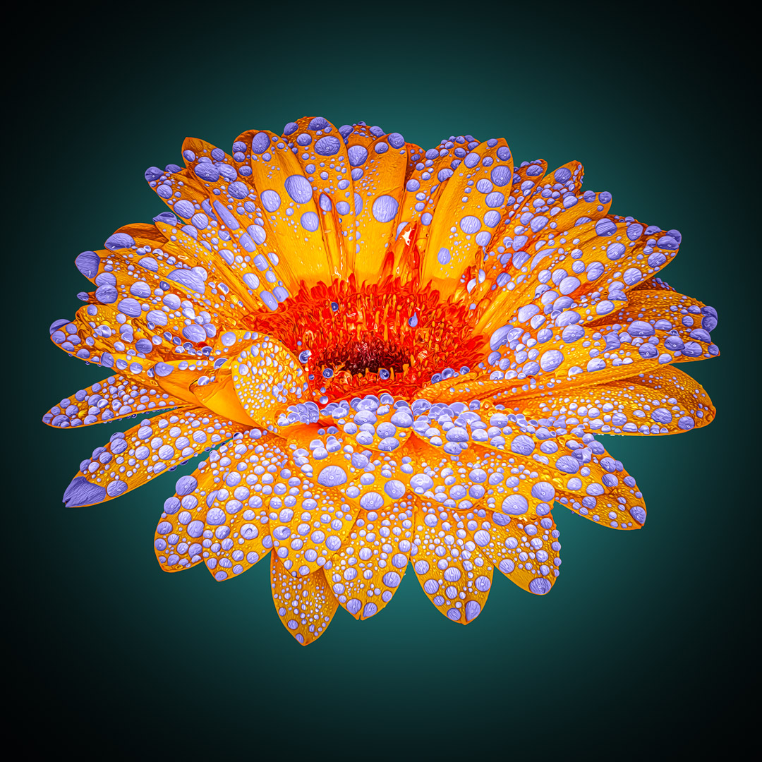 Gerbera-Blue