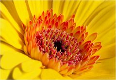 Gerbera-Blüte