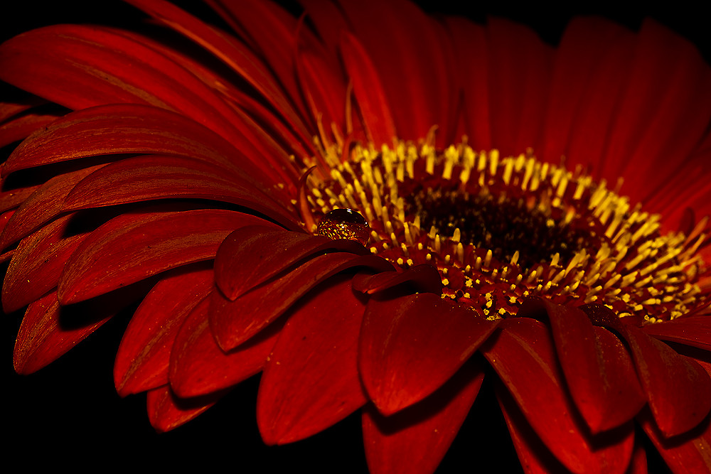 Gerbera-Blüte 1