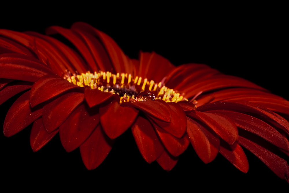 Gerbera-Blüte 2