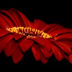 Gerbera-Blüte 2