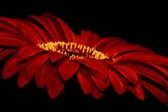 Gerbera-Blüte 2