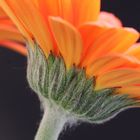 Gerbera-Blüte....