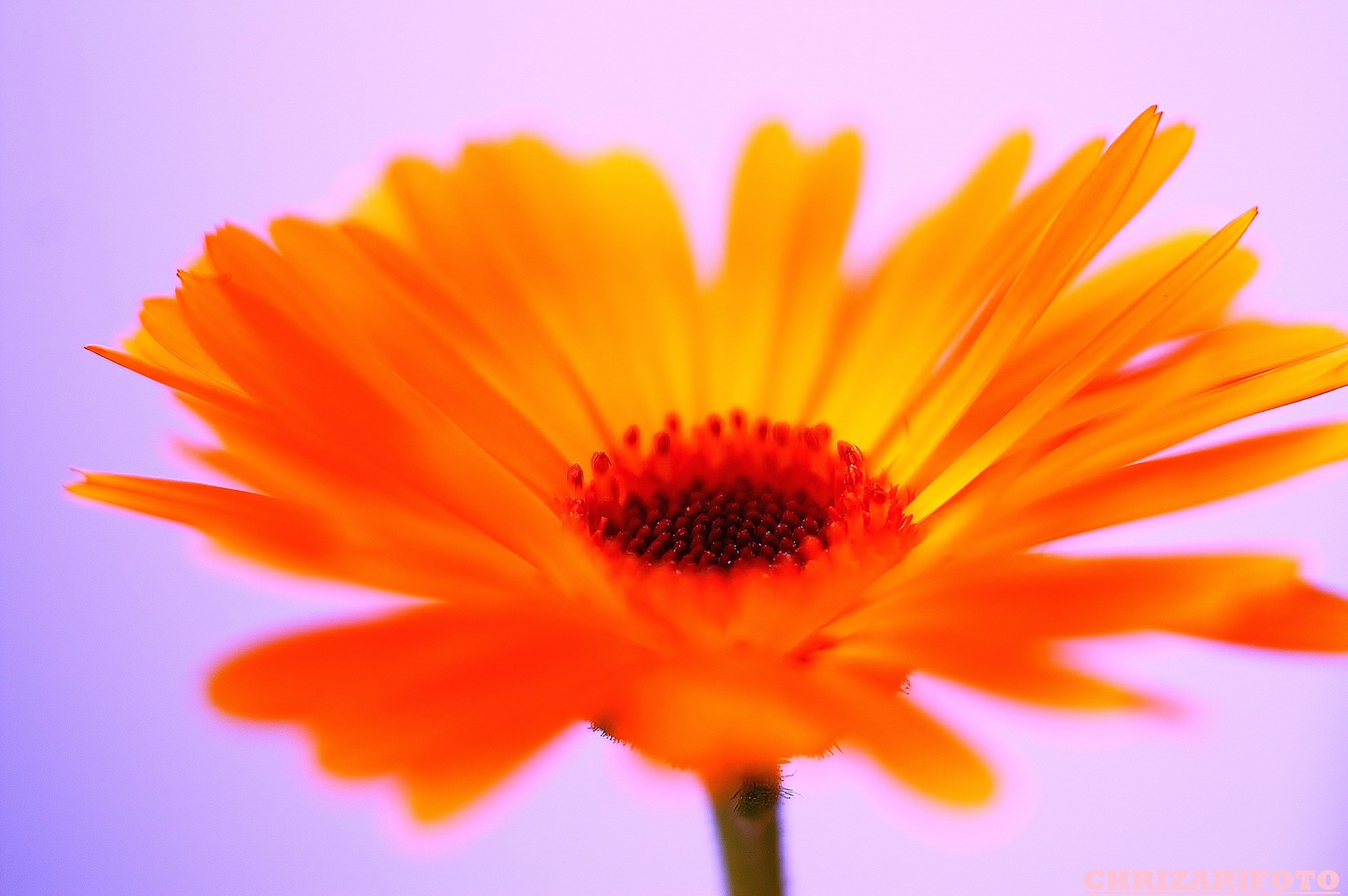 Gerbera-Blüte-Traumhafter-Einblick