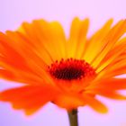 Gerbera-Blüte-Traumhafter-Einblick