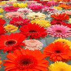 Gerbera-Blüten in einem Wasserbecken