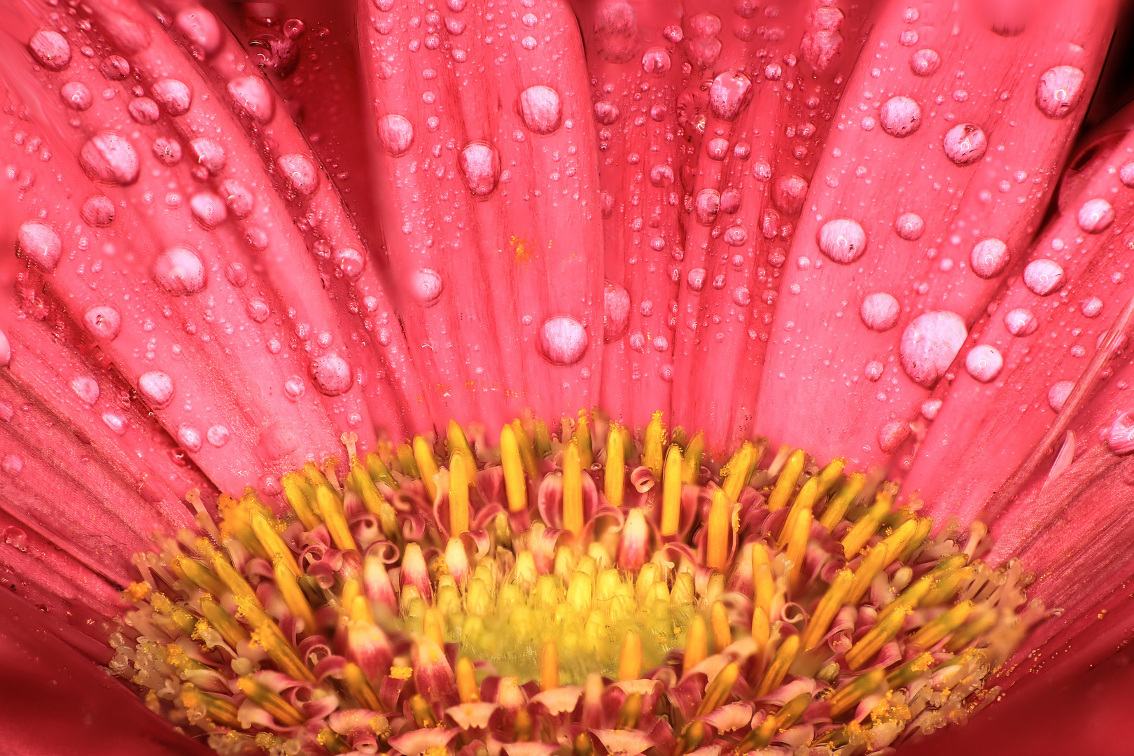 Gerbera Blume