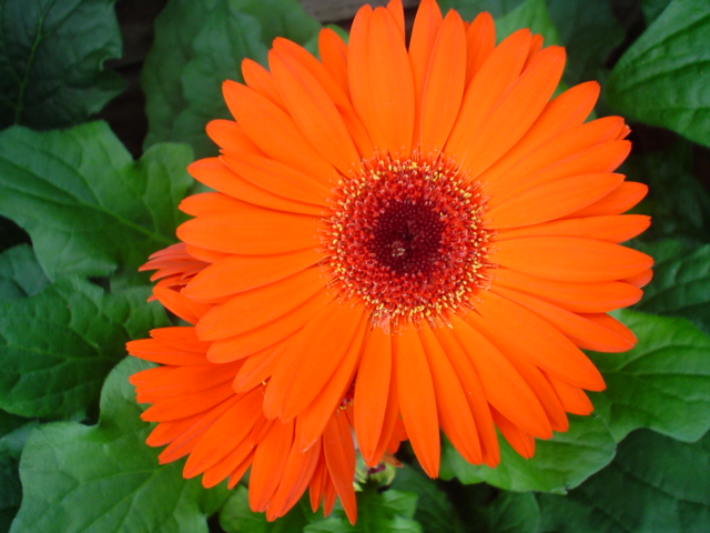 Gerbera Blume