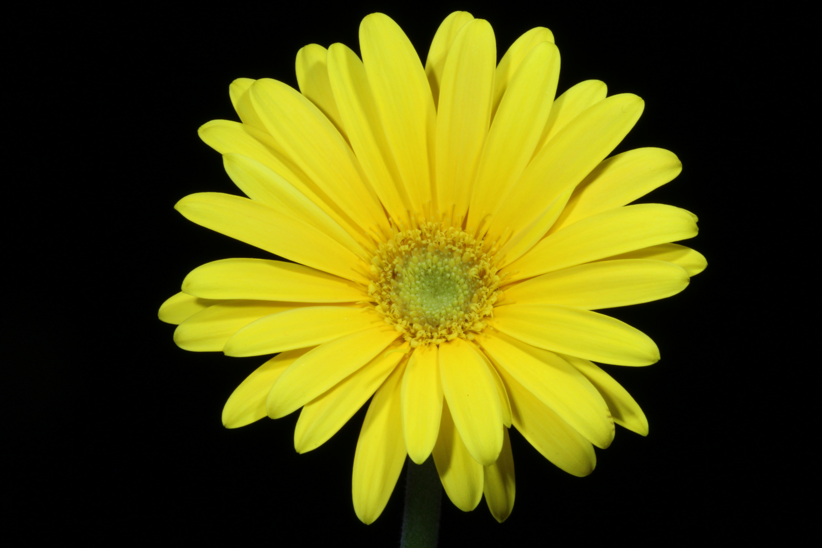 Gerbera-Blume des Sonnenschein