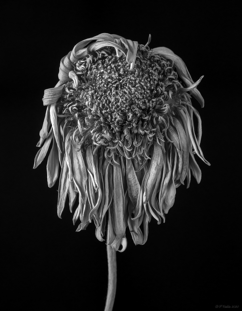 Gerbera B&W 1