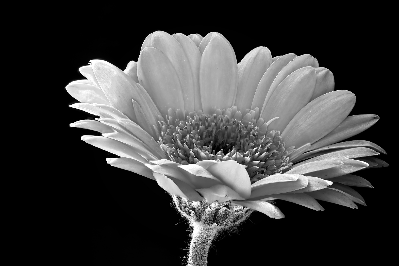 Gerbera b/w