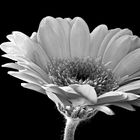 Gerbera b/w