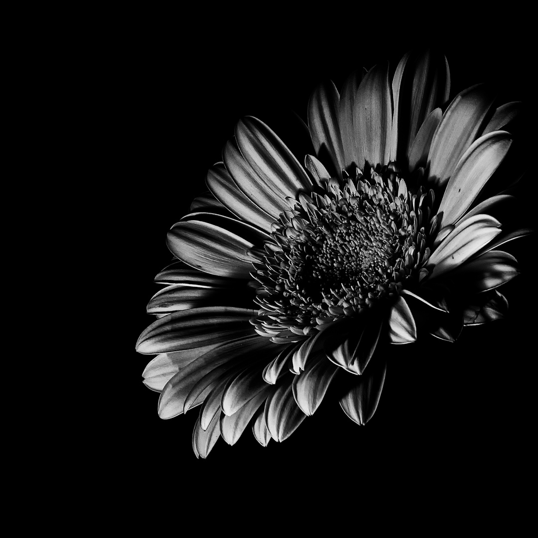 Gerbera b/w