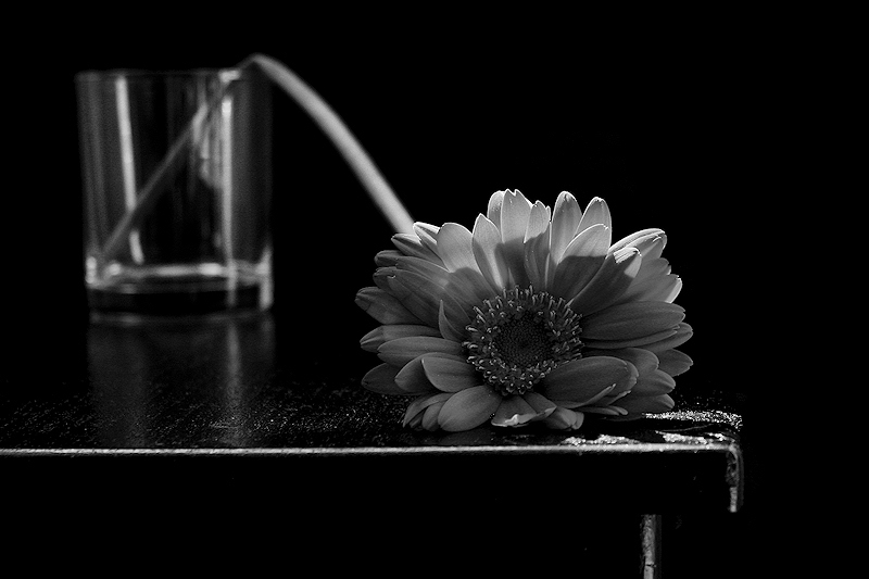 Gerbera