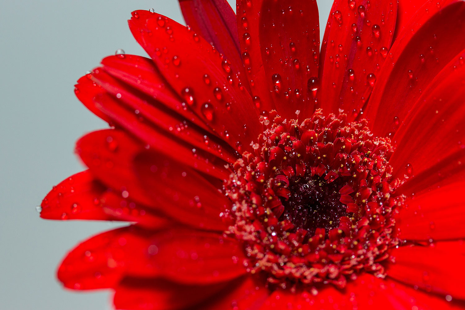 Gerbera