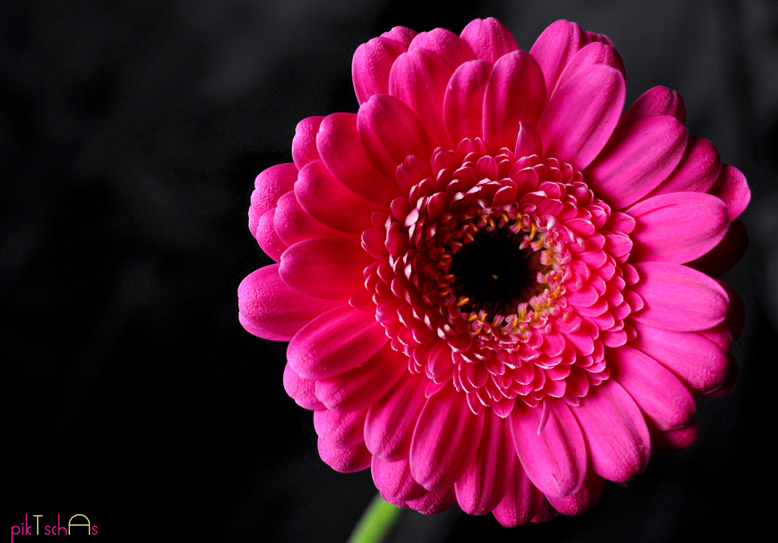 Gerbera