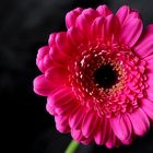 Gerbera