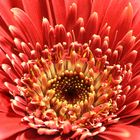 Gerbera