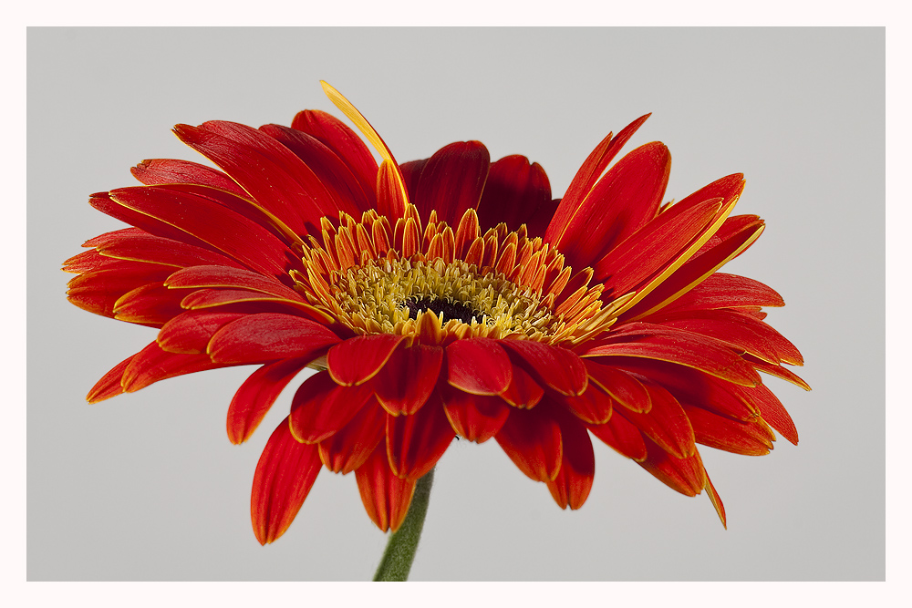 Gerbera