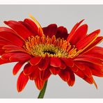 Gerbera