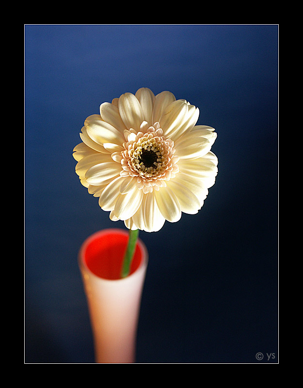 :: gerbera ::