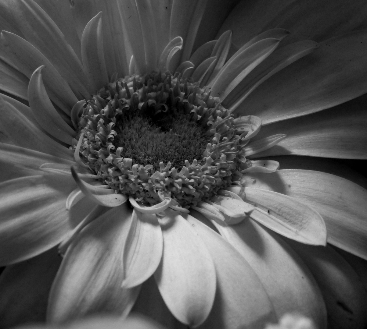 Gerbera