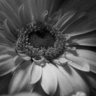 Gerbera