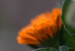 Gerbera 