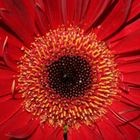 Gerbera