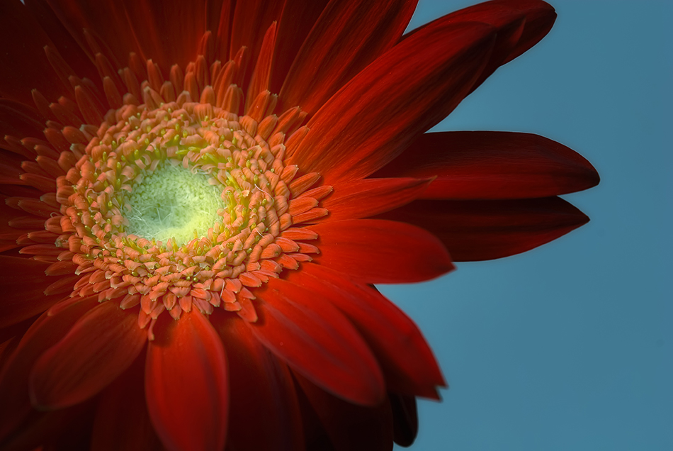 Gerbera