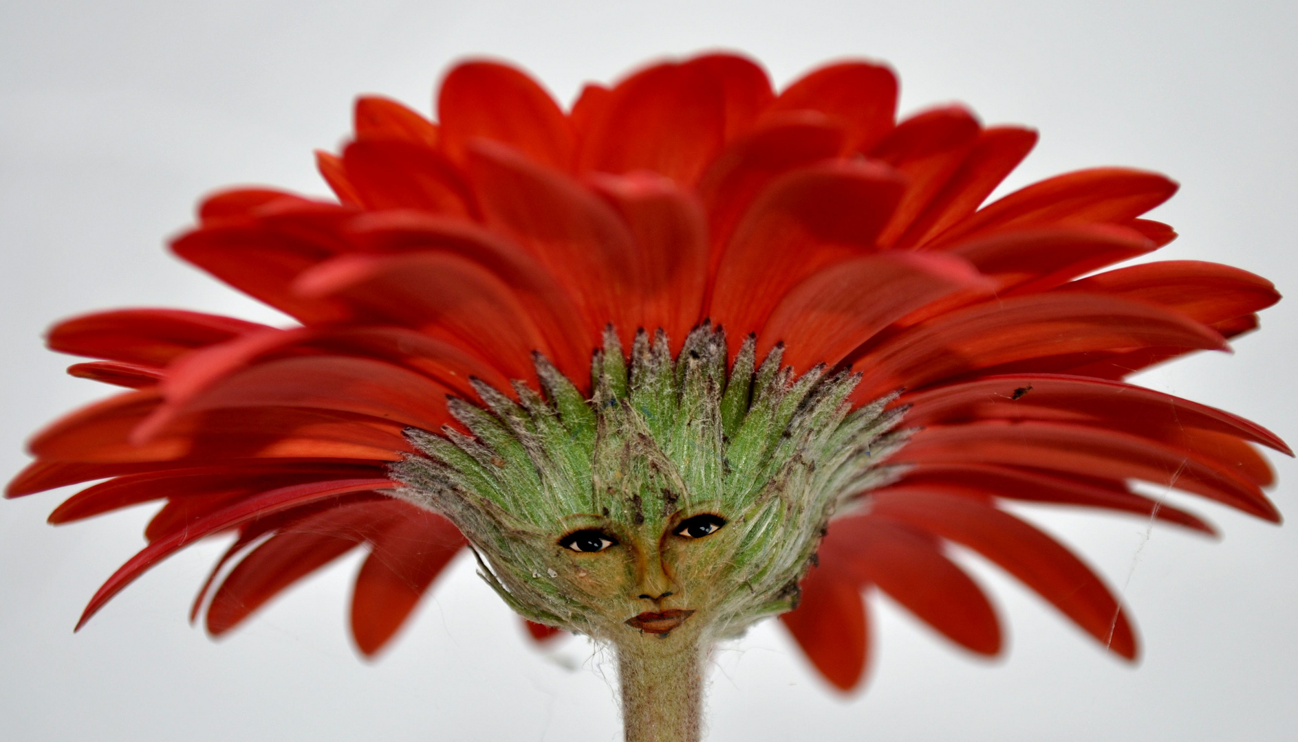 Gerbera