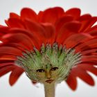 Gerbera