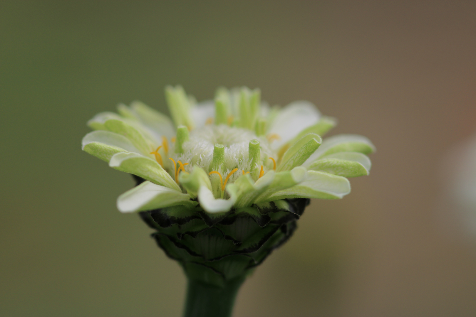 Gerbera