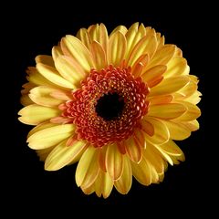 Gerbera