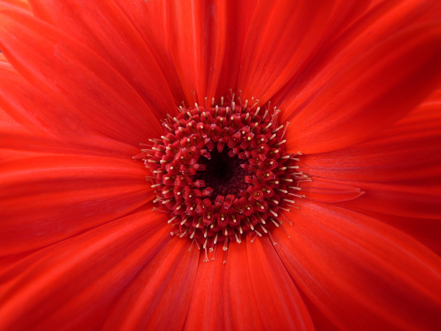 gerbera