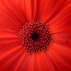 gerbera