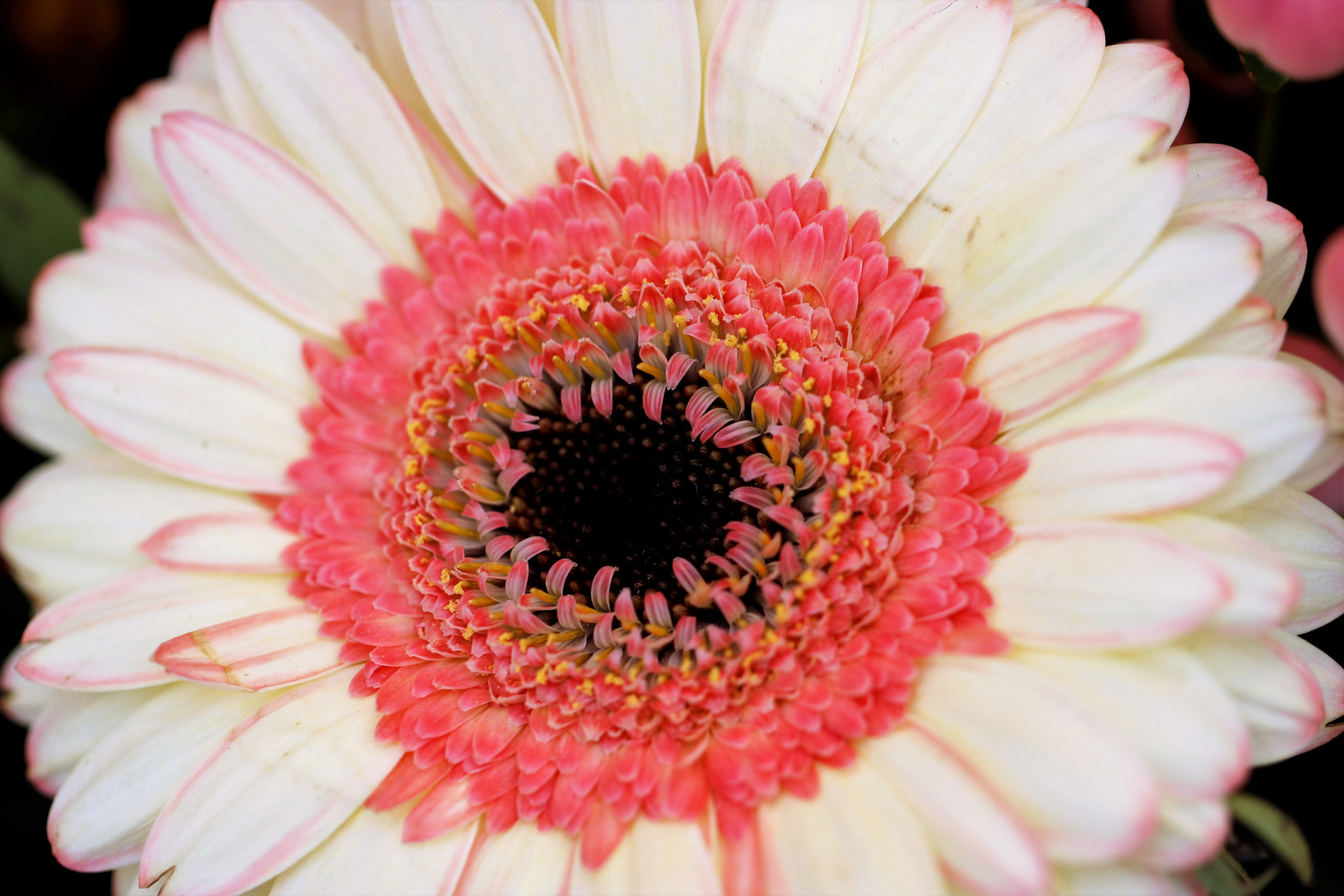 Gerbera