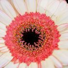 Gerbera