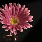 Gerbera