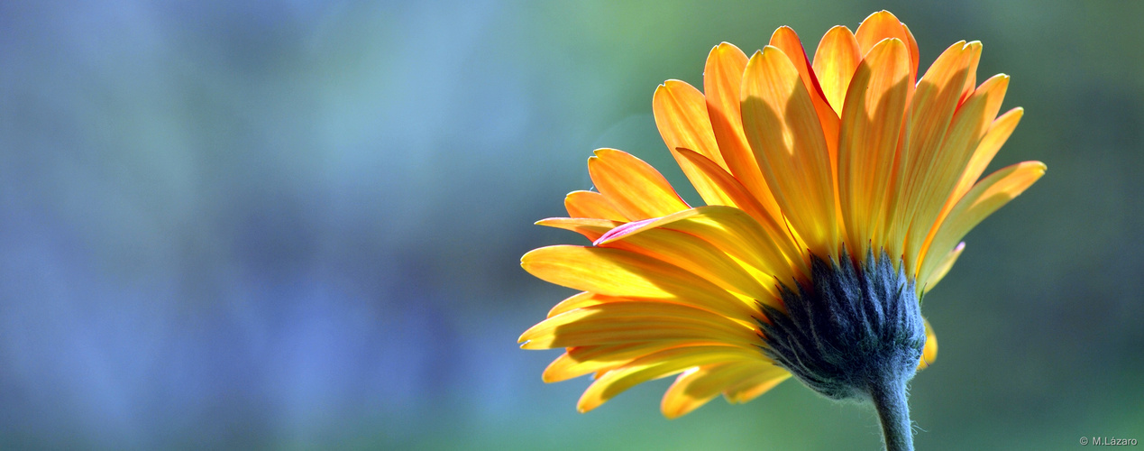 Gerbera