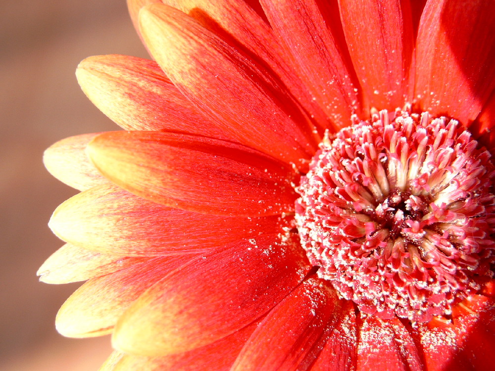 Gerbera