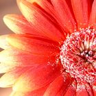 Gerbera